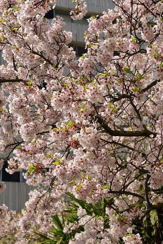 樱花，泽西岛，英国
