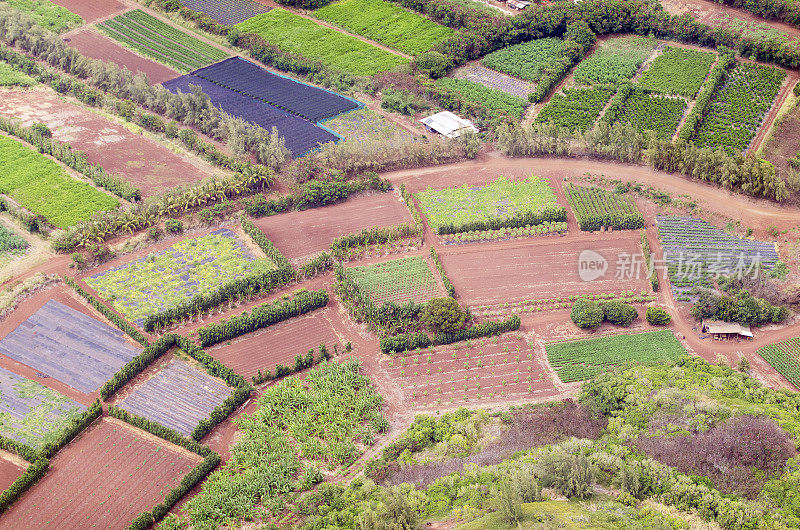 夏威夷瓦胡岛的果园和菜地