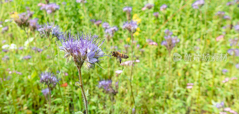 蜜蜂在淡紫色的phacelia周围飞舞