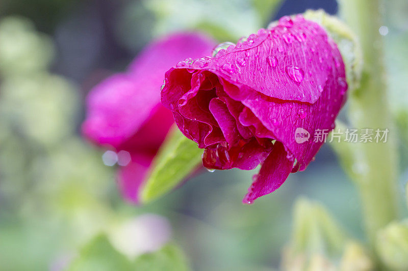 带着雨滴的粉色蜀葵