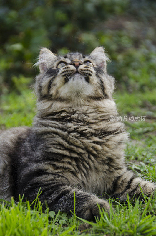猫抬头望向天空，看起来像加菲猫