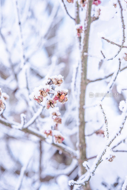 被雪覆盖的欧洲纺锤体(欧卫矛)