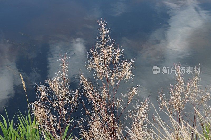河岸上杂草和芦苇倒映在水中