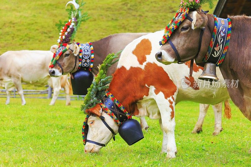 戴着花冠的奶牛:奥地利泰洛市Tux的公共游行