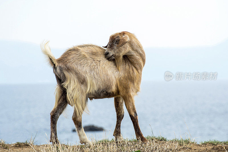 小山羊站在希腊