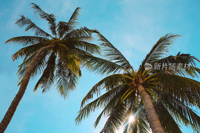泰国帕岸海滩上的棕榈树