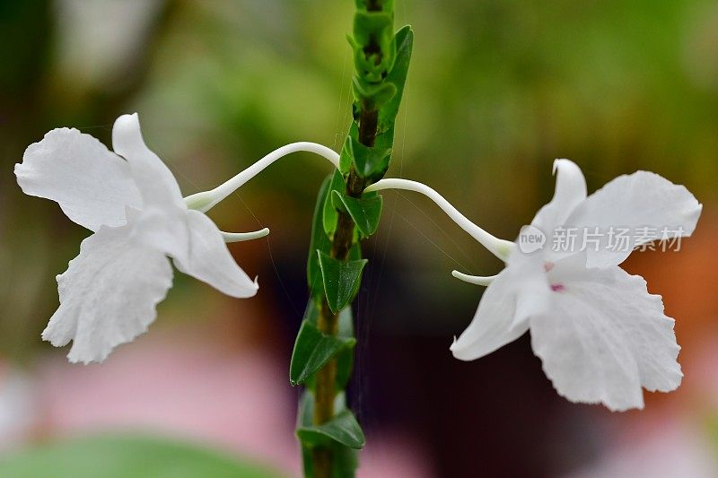 兰花的花