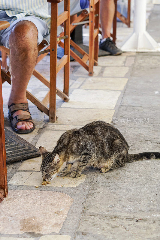 游客在外面的餐馆里喂猫