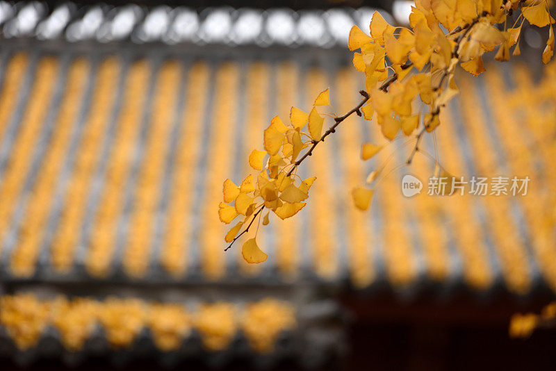 中国古典建筑中充满了银杏叶