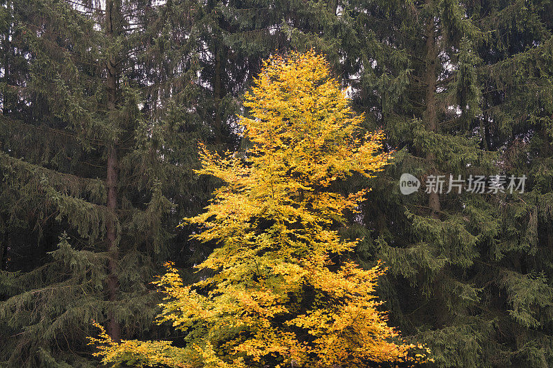 在艾菲尔的一个秋天的颜色的松林中的一棵山毛榉树