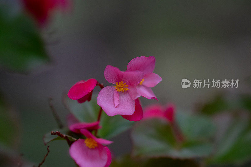 热粉花浸液