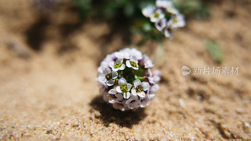 小的野花