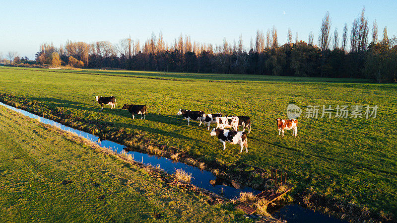 荷兰的农村地区，农业农场和有机农场饲养的牛的航拍图像