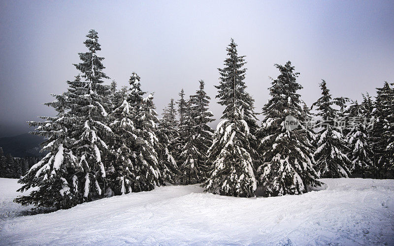 冷杉和松树上覆盖着厚厚的积雪