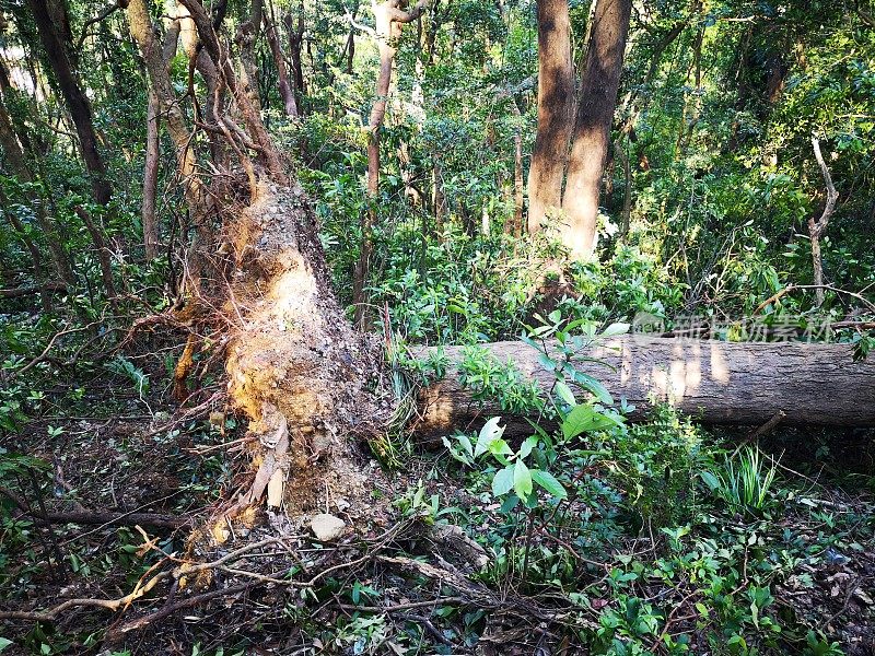 台风“山竹”袭击香港维多利亚山顶后，树木被刮倒