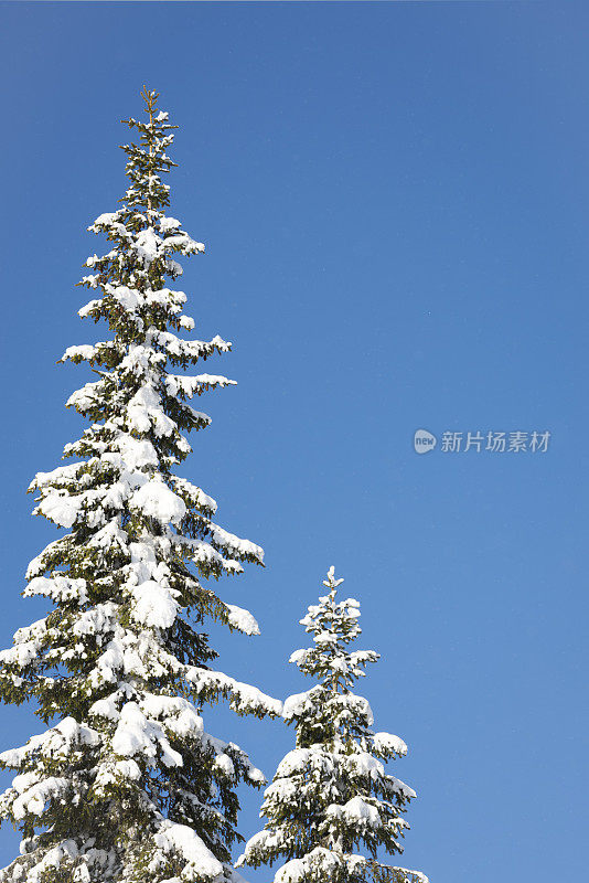 冬天，雪覆盖着挪威云杉