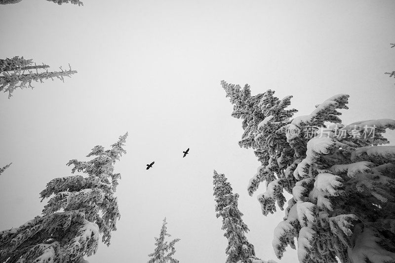 两只乌鸦在冬天的风景中飞翔。
