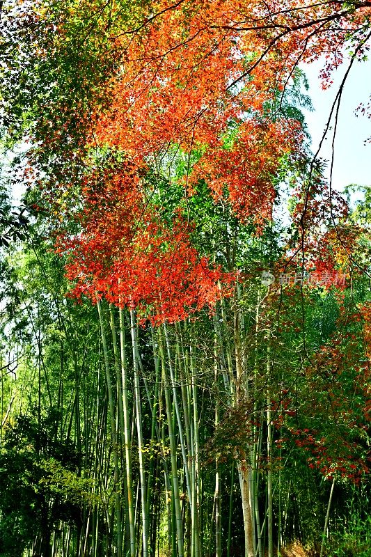 京都佐野的竹子和日本枫树