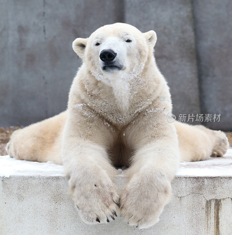 华沙动物园的北极熊