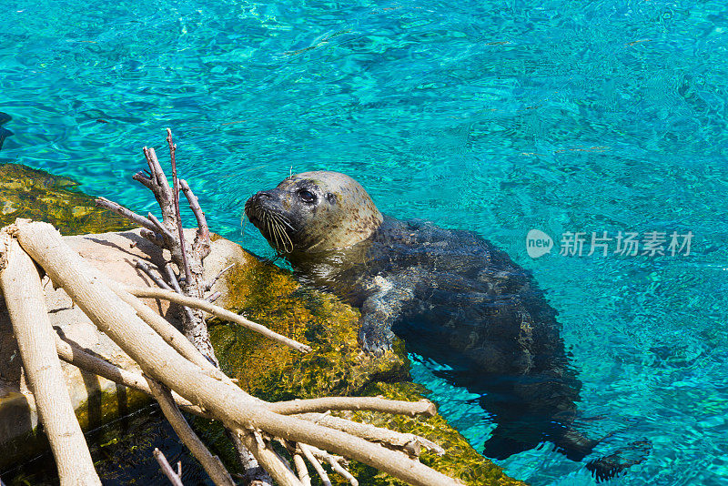 海狮享受水