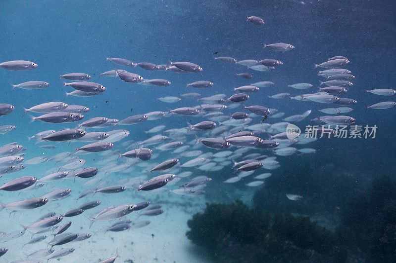 鱼群和蓝色的大海