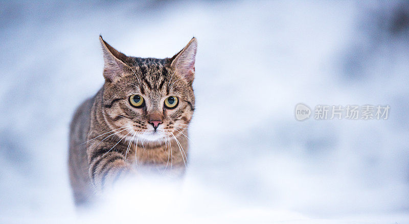 大自然中下雪天的小条纹猫。