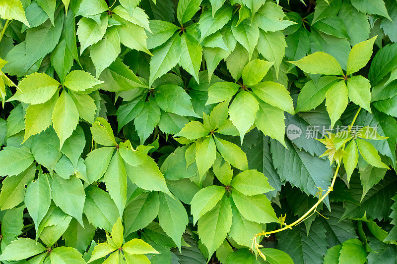 绿色爬山虎植物背景(被叶子覆盖的墙壁)