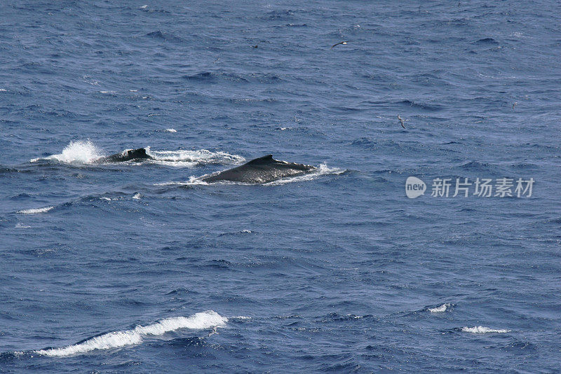 座头鲸游泳尼科港冰山安福特湾南极洲