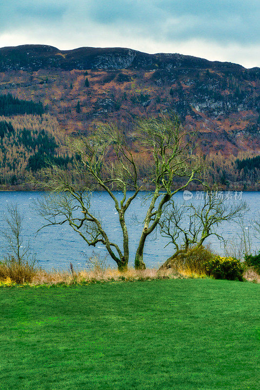 苏格兰高地尼斯湖岸边的一棵多节树