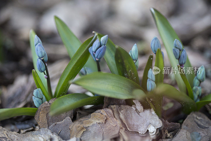 花蕾的雪花莲(花莲)。