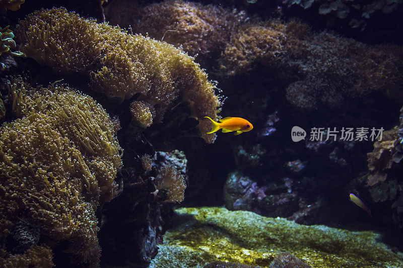 水族馆里彩色的热带鱼