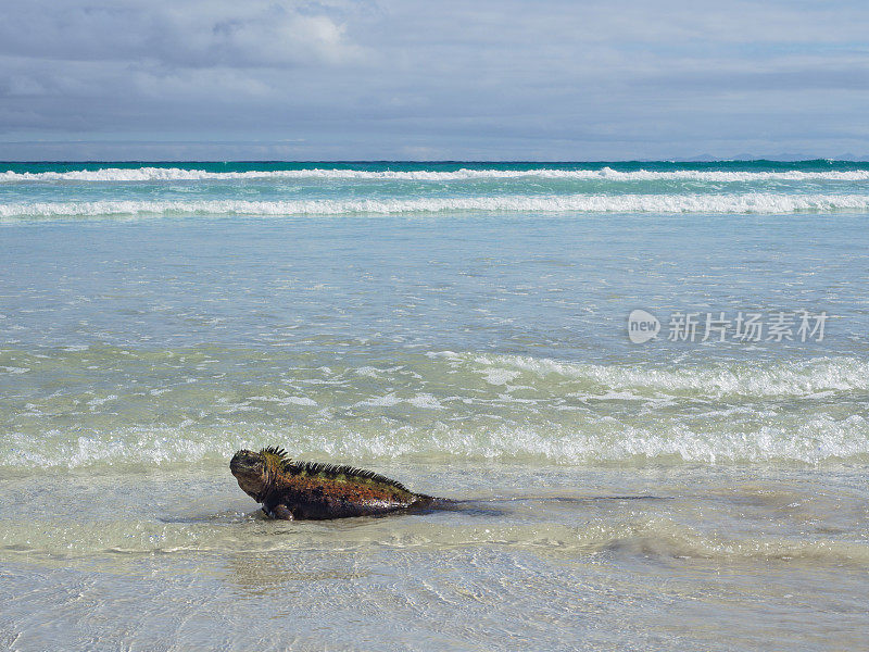 在托图加湾海滩上行走的鬣蜥