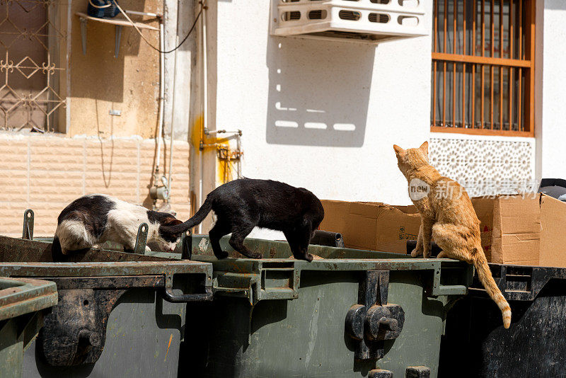 饥饿、肮脏的流浪猫在阿曼的一个垃圾箱里寻找食物