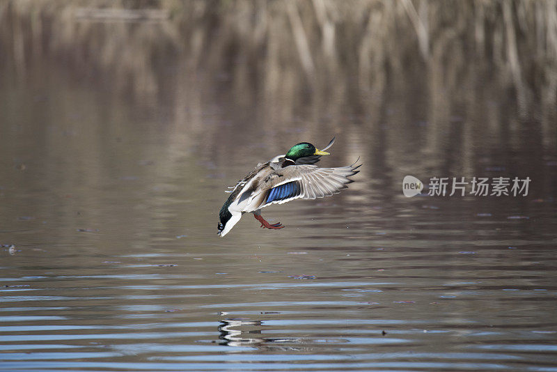 美丽的野鸭