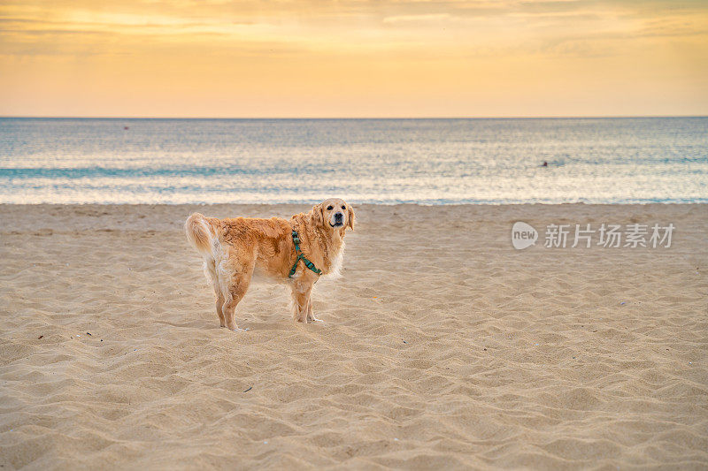 快乐的金毛猎犬站在沙滩上与大海在日出的背景宽镜头