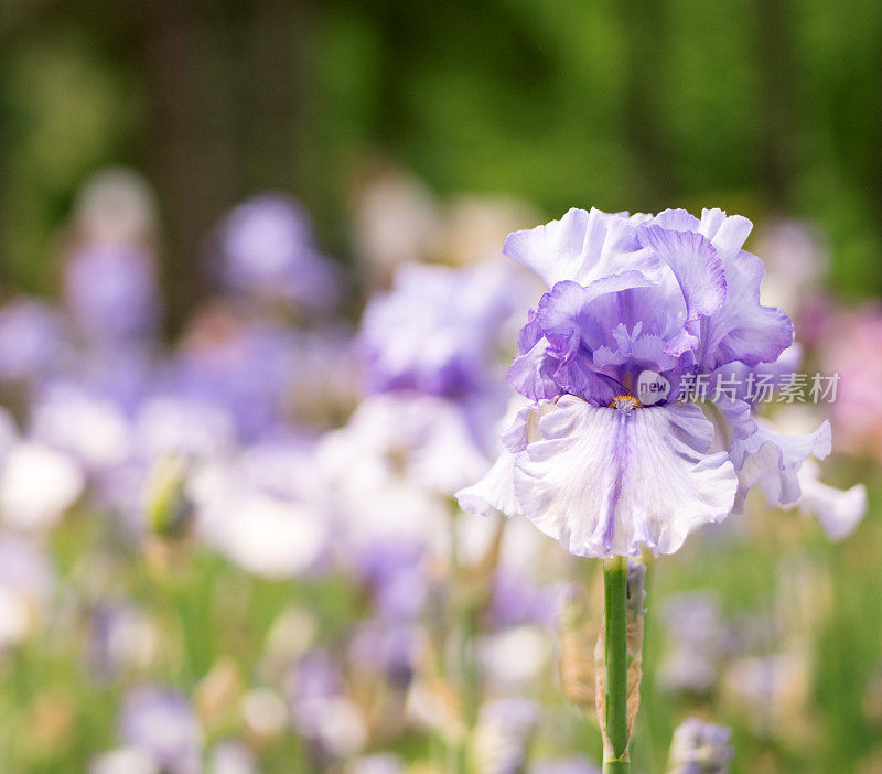 特写蓝色花。(浅景深)。紫色的虹膜。