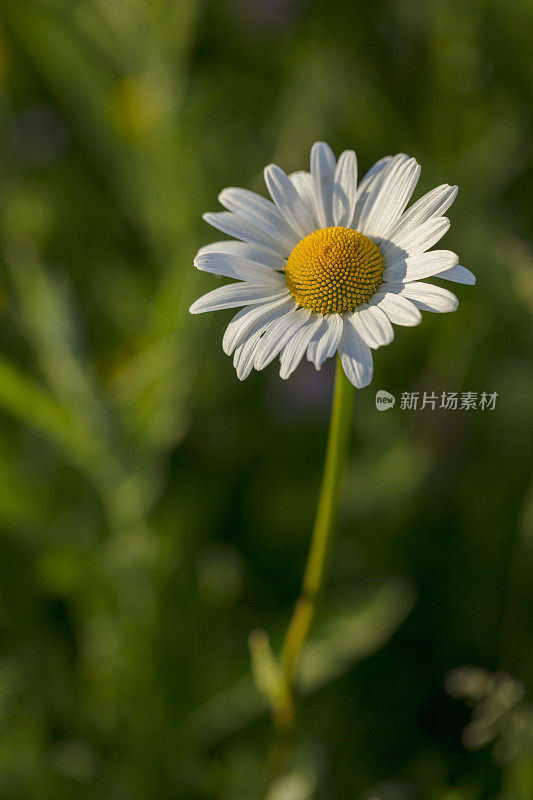 卢坎瑟姆庸俗雏菊