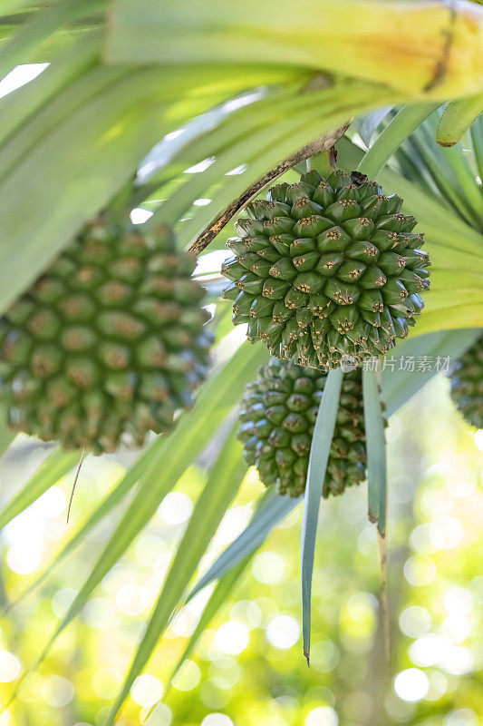 植物螺丝果挂在露兜树