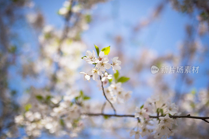 樱桃树开花