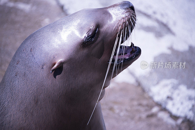 加利福尼亚海头特写