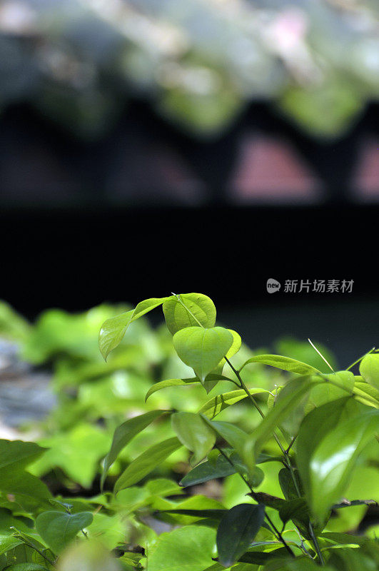 阳光下的绿叶与模糊的中国古代传统建筑背景