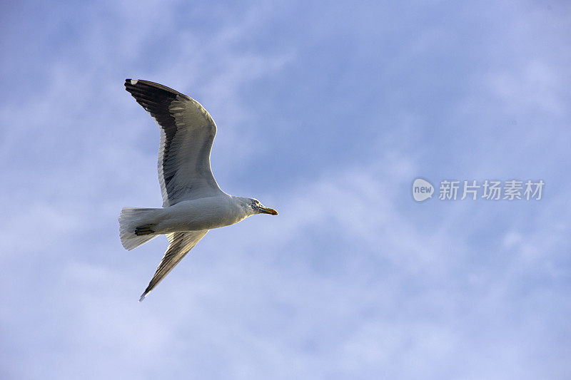 凝胶(多米尼加万岁)