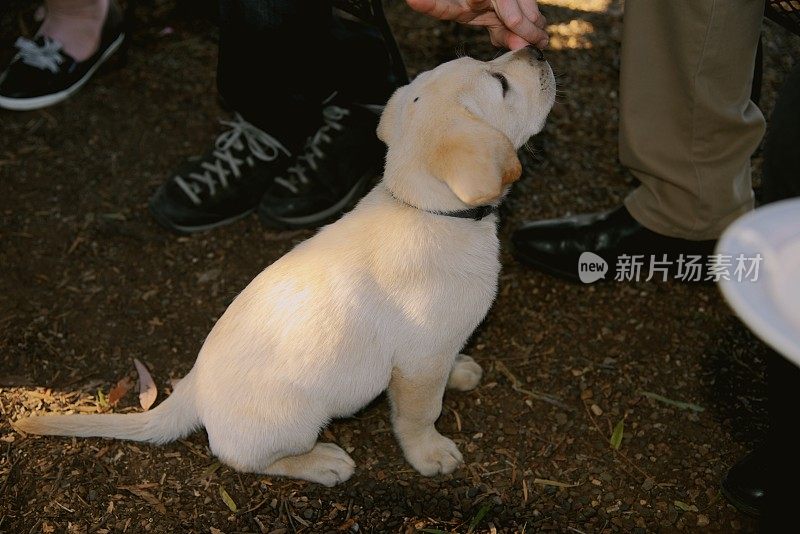 一只拉布拉多小狗在觅食