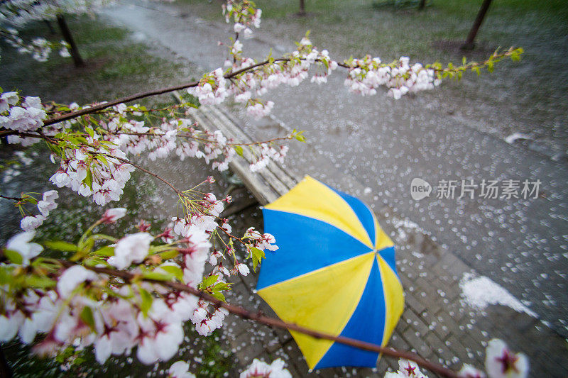 樱花和伞