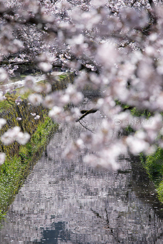 日本的樱花