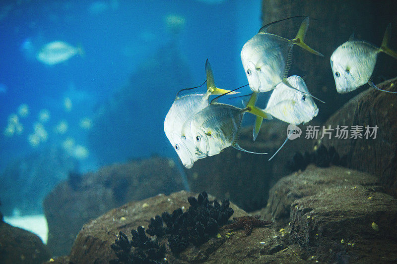 里斯本水族馆里的鱼