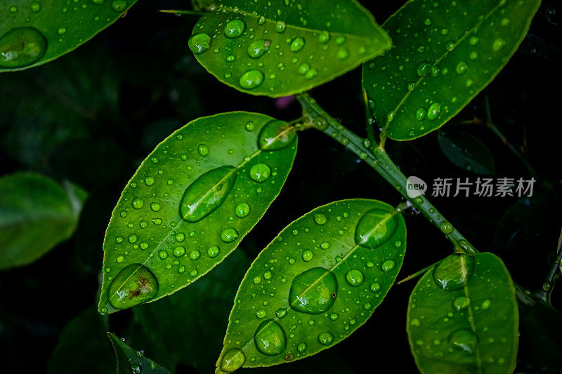 带雨滴的树叶