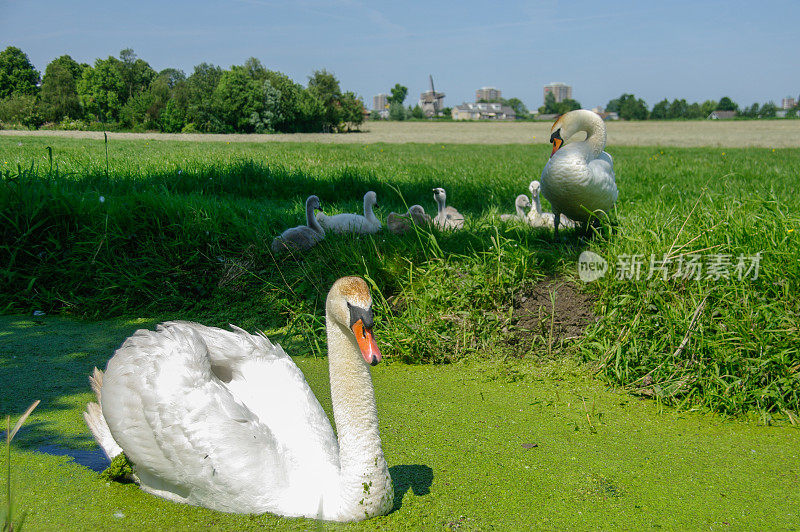 天鹅家庭和小鸡