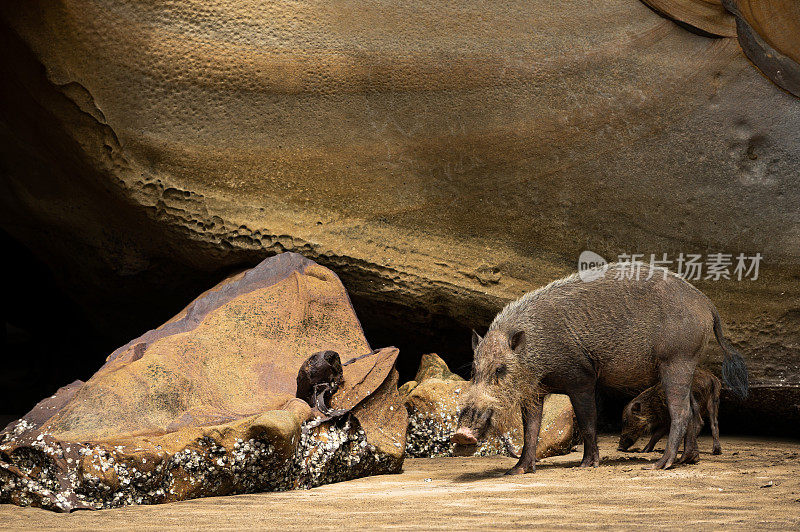 婆罗洲岛的岩石旁，长满胡子的猪一家
