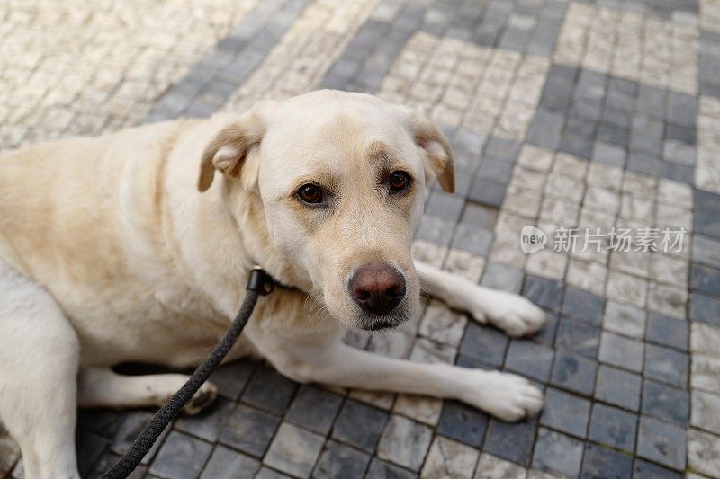 布拉格拉布拉多寻回犬